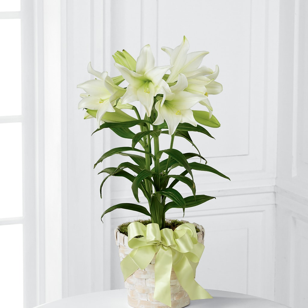Easter Lily Plant – ALISA'S UNIQUE DESIGNS, Spencer WV