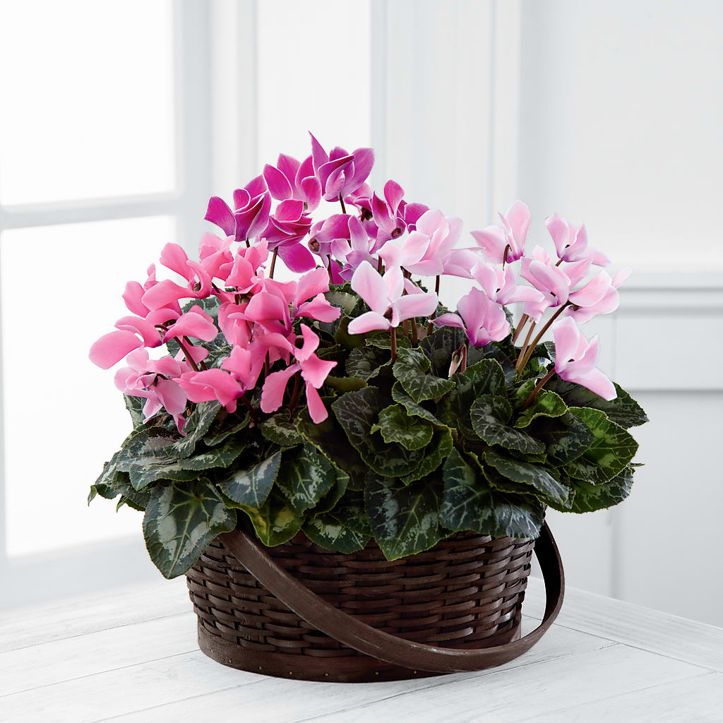 Mixed Cyclamen Planter – ALISA'S UNIQUE DESIGNS, Spencer WV