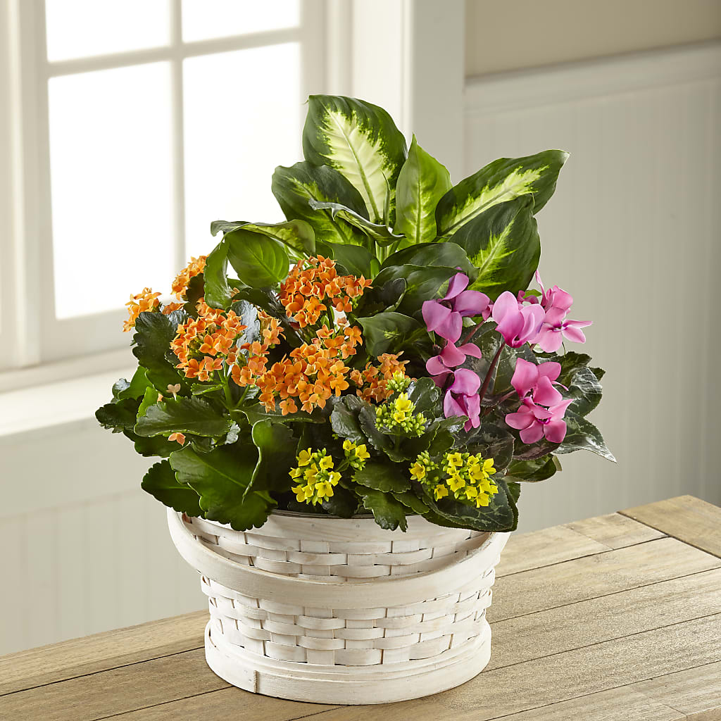 Color Crush Dishgarden – ALISA'S UNIQUE DESIGNS, Spencer WV