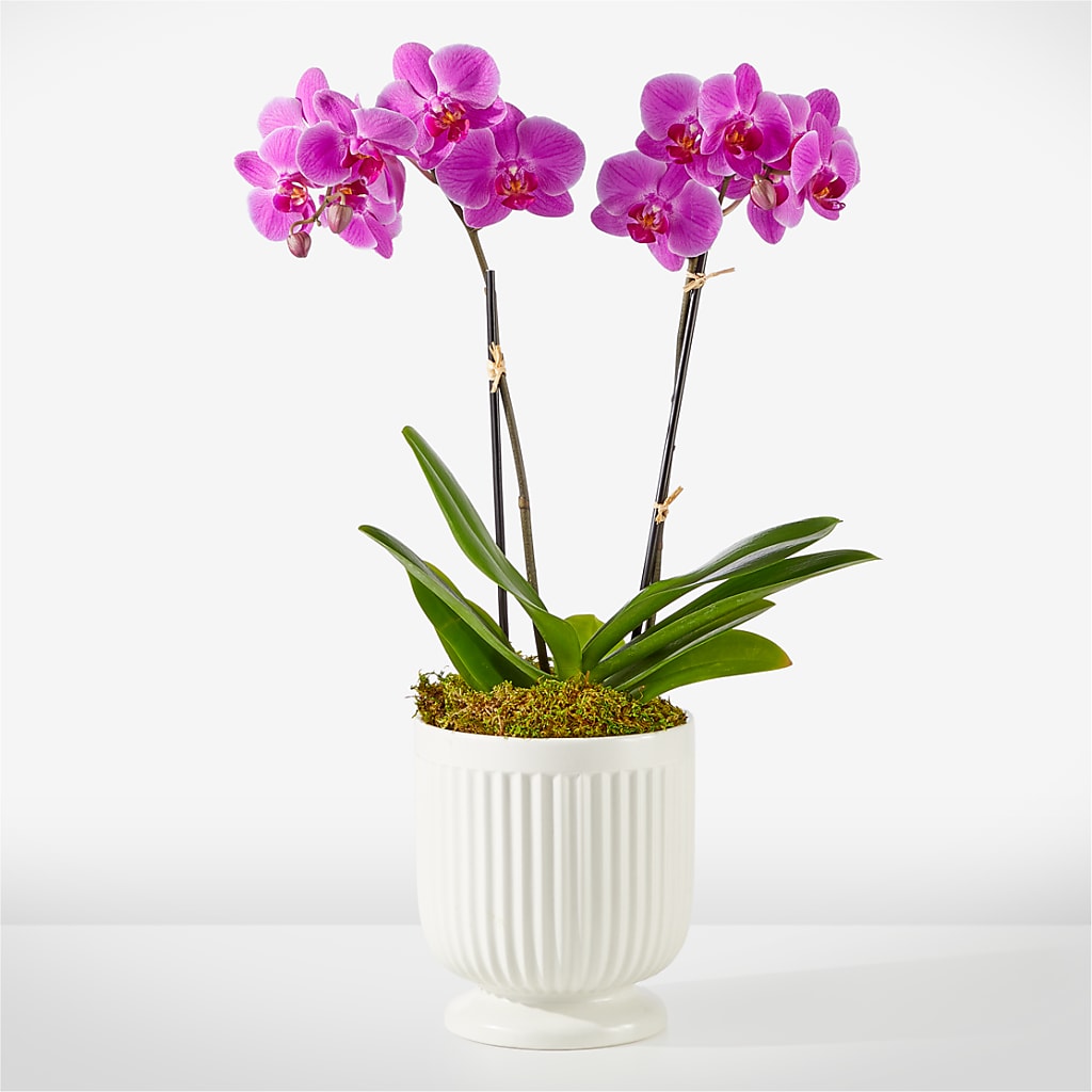 Friendly Fuchsia Orchid – ALISA'S UNIQUE DESIGNS, Spencer WV