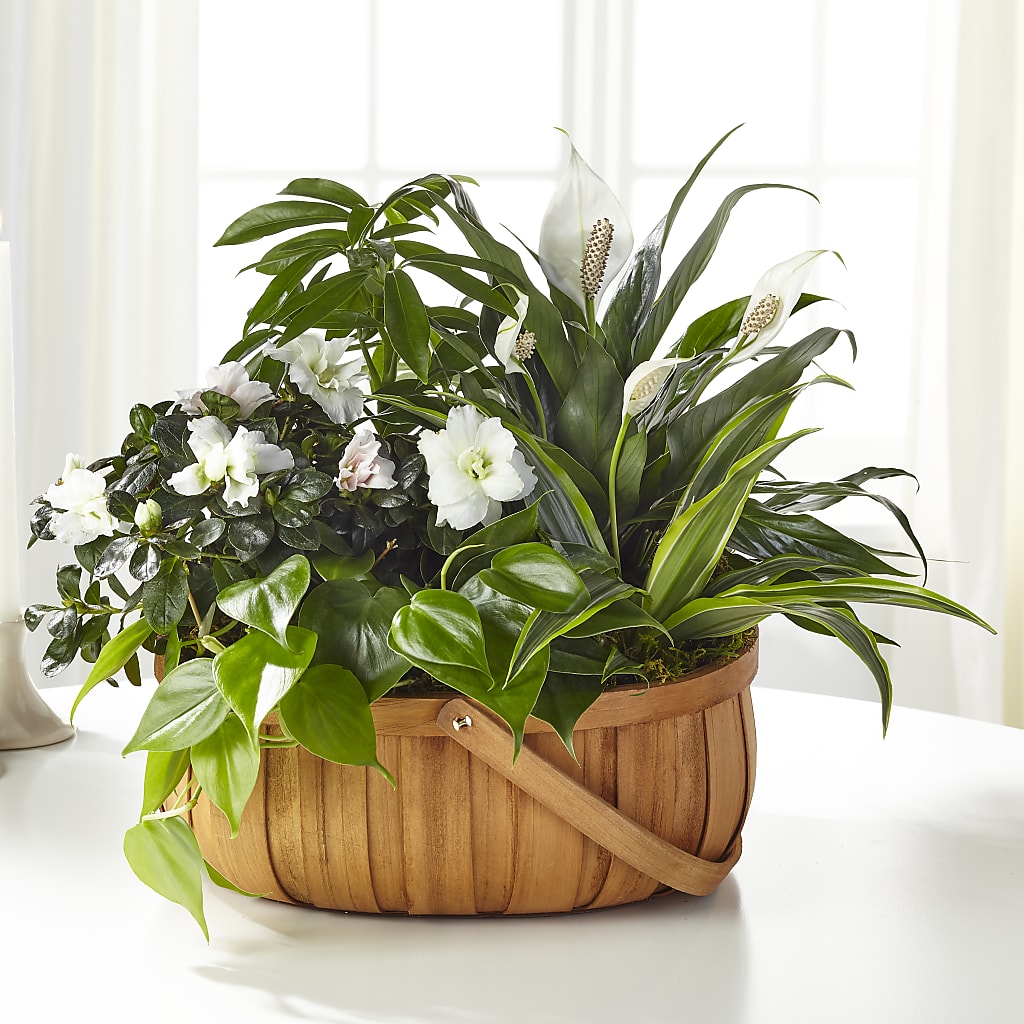Serene Dishgarden – ALISA'S UNIQUE DESIGNS, Spencer WV