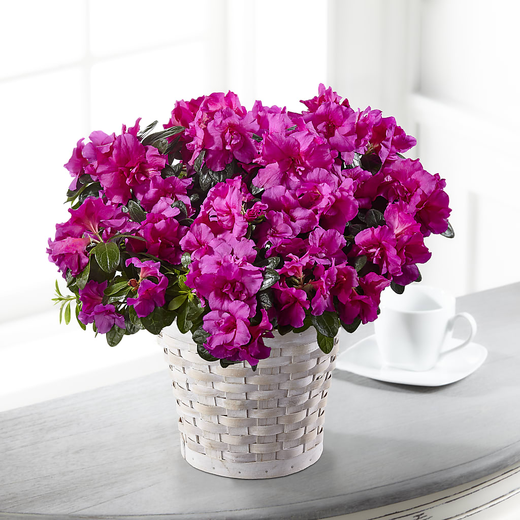 Hope & Serenity Azalea Plant – ALISA'S UNIQUE DESIGNS, Spencer WV