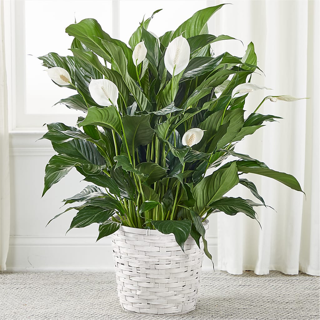 A New Leaf Peace Lily – ALISA'S UNIQUE DESIGNS, Spencer WV