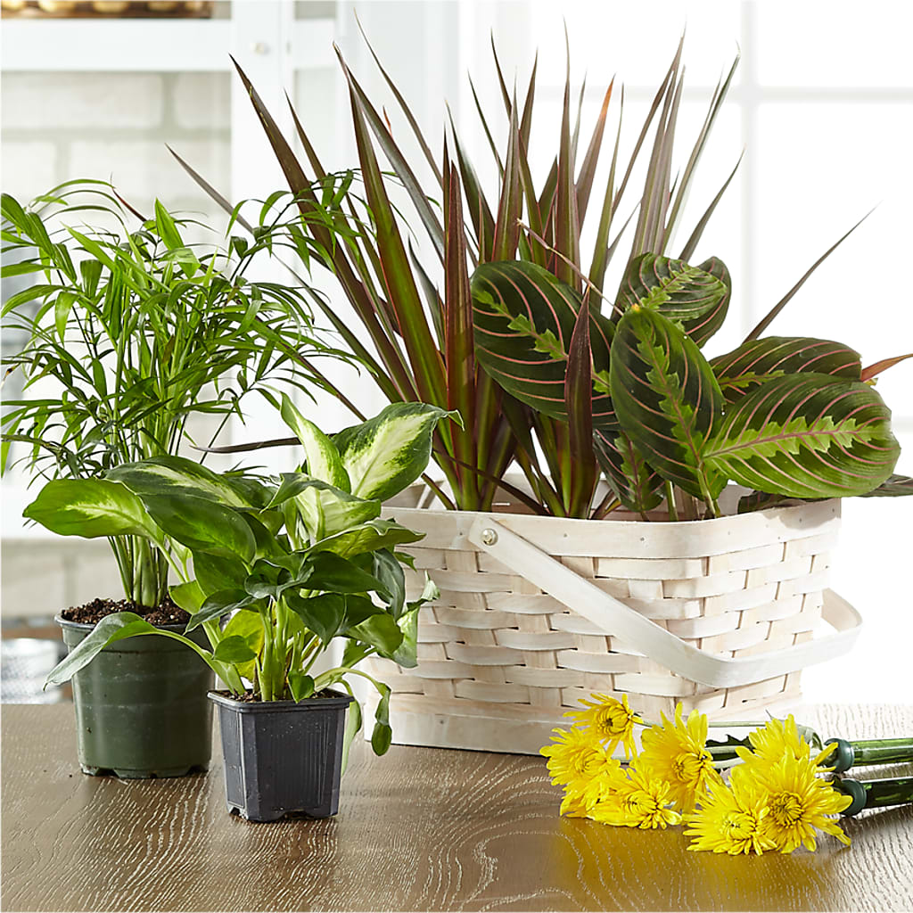 Florist Designed Blooming and Green Plants in a Basket – ALISA'S UNIQUE DESIGNS, Spencer WV
