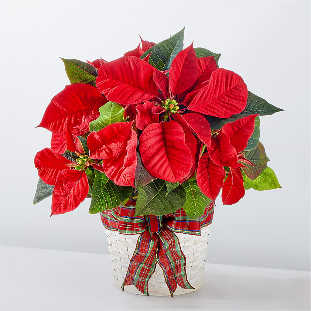 Happiest Holidays Poinsettia – ALISA'S UNIQUE DESIGNS, Spencer WV