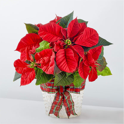 Happiest Holidays Poinsettia – ALISA'S UNIQUE DESIGNS, Spencer WV