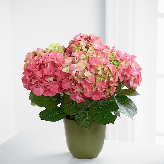 Pink Hydrangea Planter – ALISA'S UNIQUE DESIGNS, Spencer WV