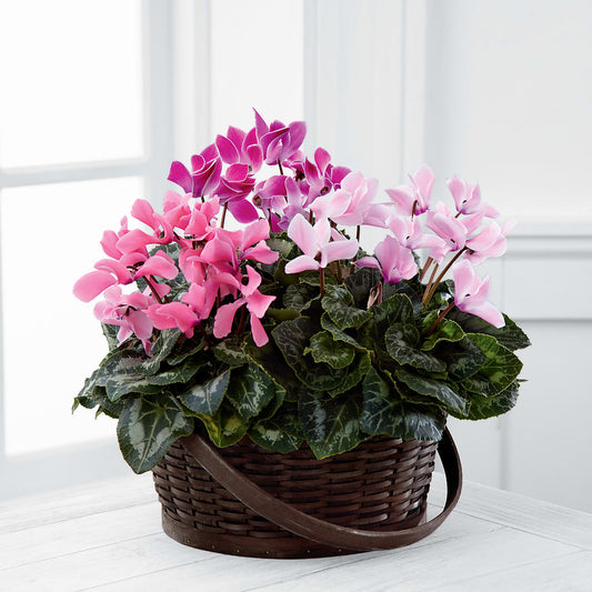 Mixed Cyclamen Planter – ALISA'S UNIQUE DESIGNS, Spencer WV