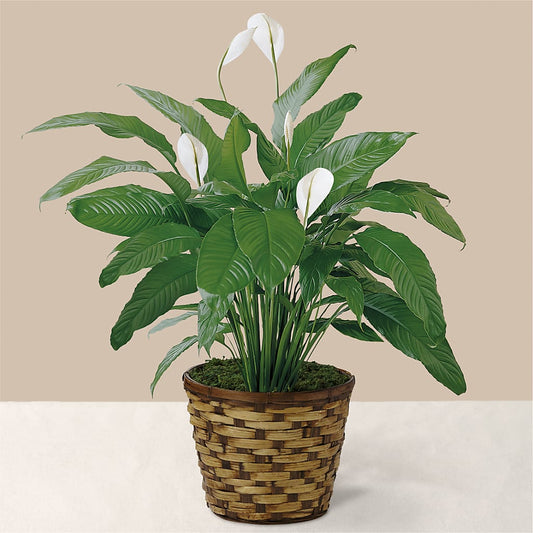Tranquil Moments Peace Lily Plant – ALISA'S UNIQUE DESIGNS, Spencer WV