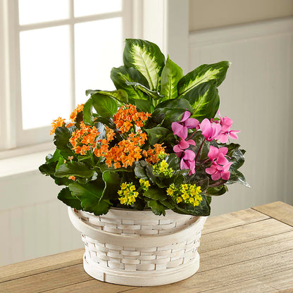 Color Crush Dishgarden – ALISA'S UNIQUE DESIGNS, Spencer WV