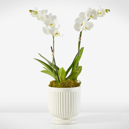 Whispering White Orchid – ALISA'S UNIQUE DESIGNS, Spencer WV