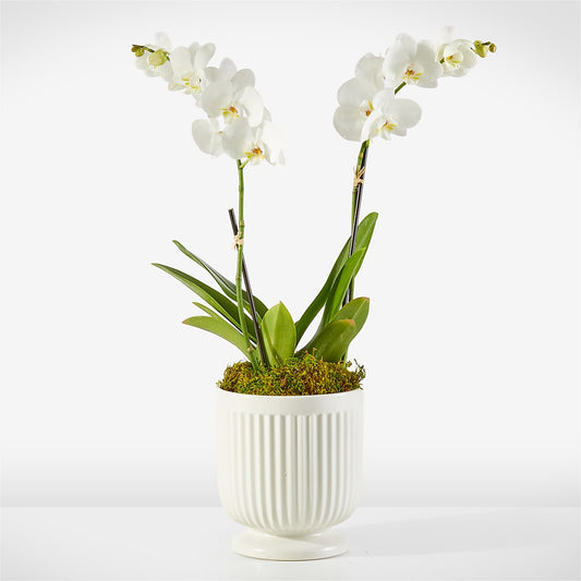 Whispering White Orchid – ALISA'S UNIQUE DESIGNS, Spencer WV