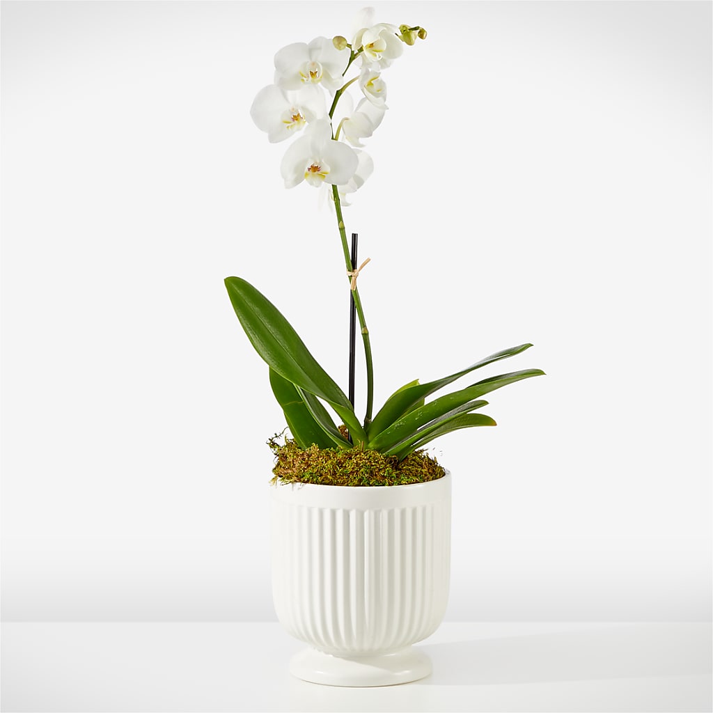 Whispering White Orchid – ALISA'S UNIQUE DESIGNS, Spencer WV