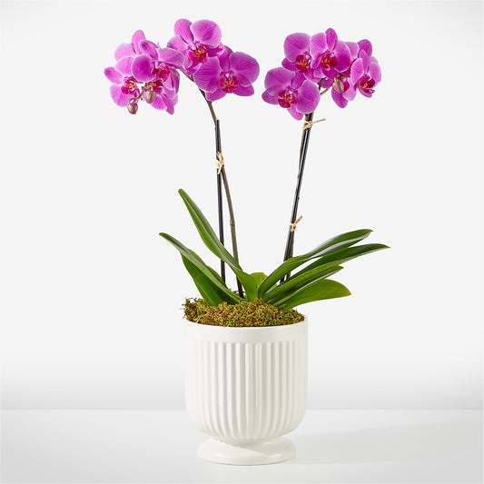 Friendly Fuchsia Orchid – ALISA'S UNIQUE DESIGNS, Spencer WV