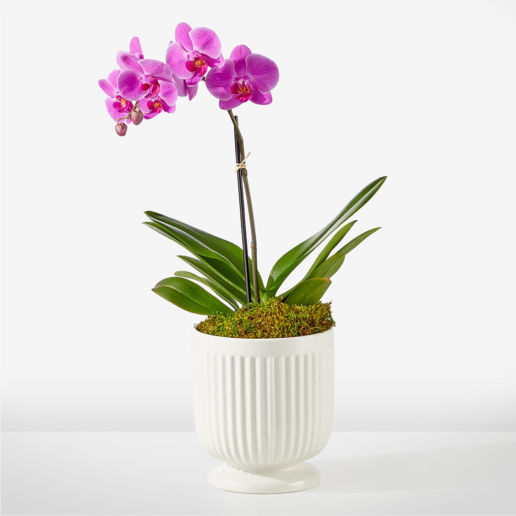Friendly Fuchsia Orchid – ALISA'S UNIQUE DESIGNS, Spencer WV