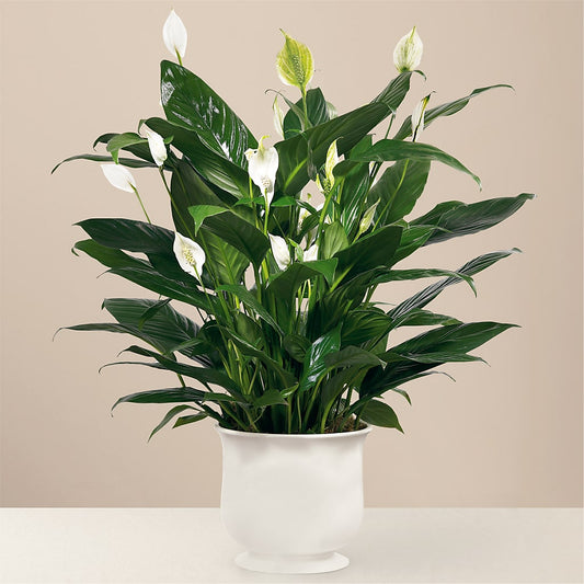 Comfort Planter – ALISA'S UNIQUE DESIGNS, Spencer WV