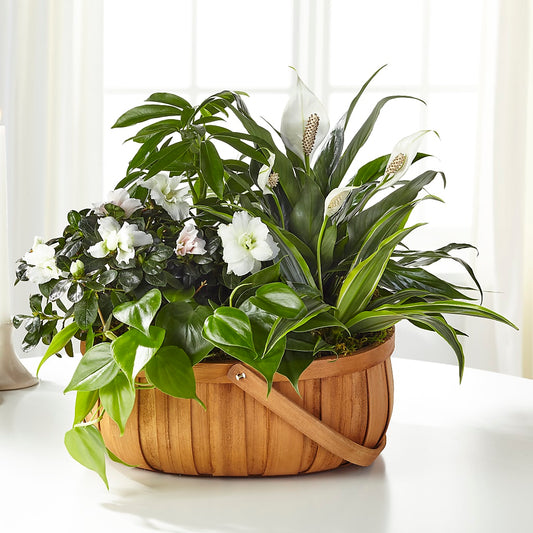 Serene Dishgarden – ALISA'S UNIQUE DESIGNS, Spencer WV