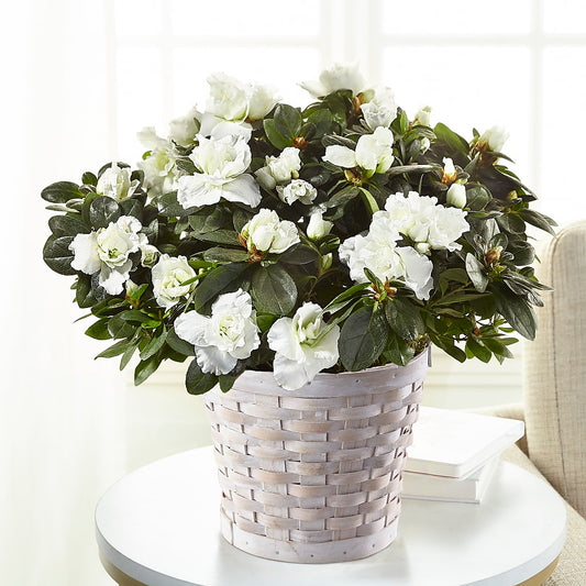 White Azalea Plant – ALISA'S UNIQUE DESIGNS, Spencer WV