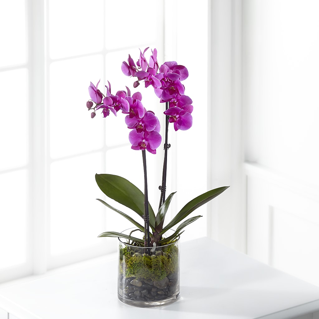Pink Orchid Plant – ALISA'S UNIQUE DESIGNS, Spencer WV