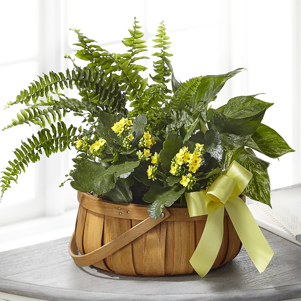 Always Dear Dishgarden – ALISA'S UNIQUE DESIGNS, Spencer WV