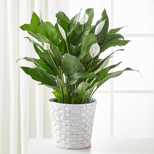 A New Leaf Peace Lily – ALISA'S UNIQUE DESIGNS, Spencer WV