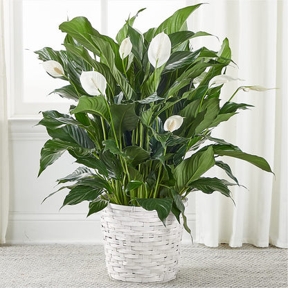 A New Leaf Peace Lily – ALISA'S UNIQUE DESIGNS, Spencer WV