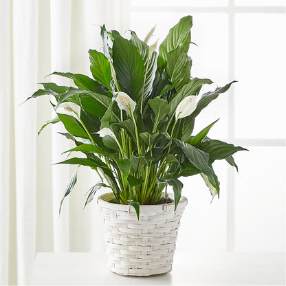 A New Leaf Peace Lily – ALISA'S UNIQUE DESIGNS, Spencer WV