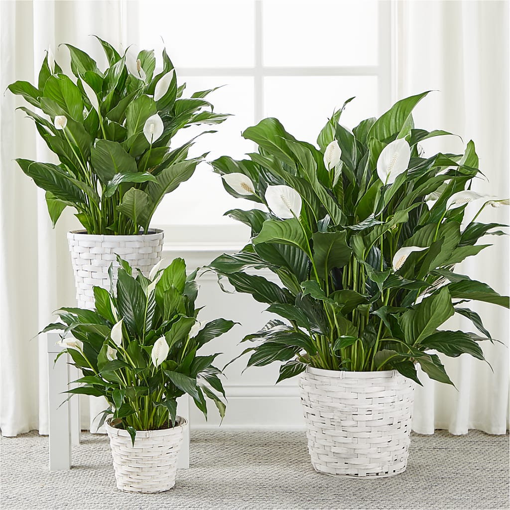 A New Leaf Peace Lily – ALISA'S UNIQUE DESIGNS, Spencer WV