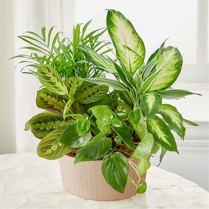 Balance & Harmony Dishgarden – ALISA'S UNIQUE DESIGNS, Spencer WV