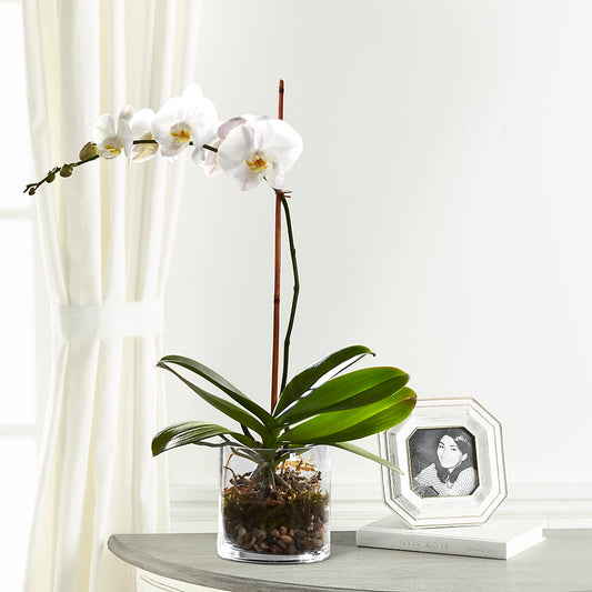 White Orchid Planter – ALISA'S UNIQUE DESIGNS, Spencer WV